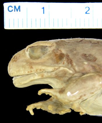 Media type: image; Herpetology A-17539